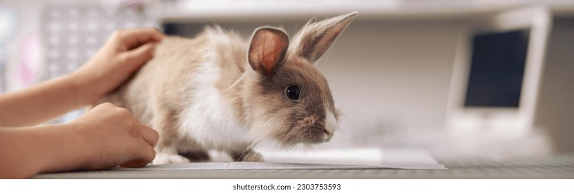 Woman strokes rabbit sitting on table in contemporary vet clinic closeup - Powered by Shutterstock