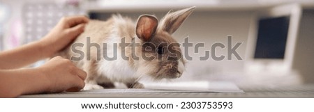Woman strokes rabbit sitting on table in contemporary vet clinic closeup