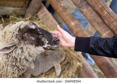 Woman Strokes Sheep