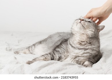 Woman stroking cat with hand, tabby cat is relaxing on the bed, cozy home, morning routine, bedtime