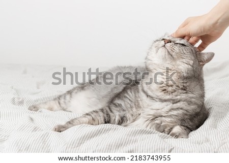 Woman stroking cat with hand, tabby cat is relaxing on the bed, cozy home, morning routine, bedtime