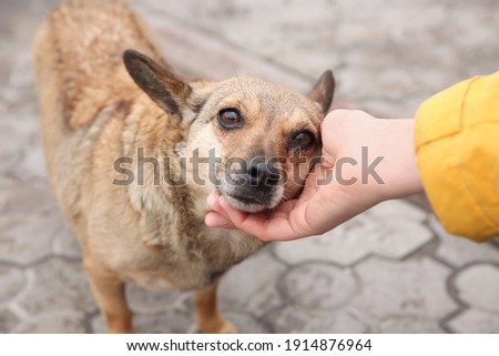 Woman stroking homeless dog on city street, closeup. Abandoned animal