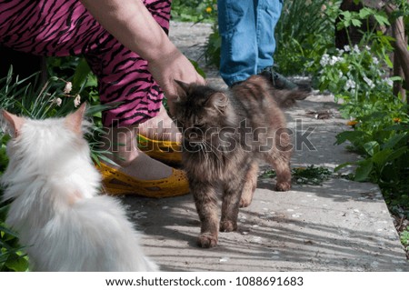 A woman is stroking a tabby cat in the garden