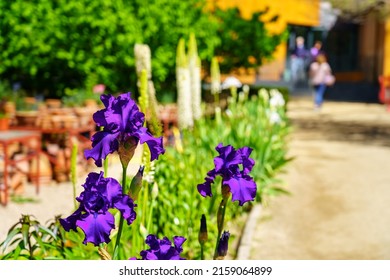 Woman Strolling Along The Garden Path With Beautiful Colorful Flowers.