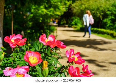 Woman Strolling Along The Garden Path With Beautiful Colorful Flowers