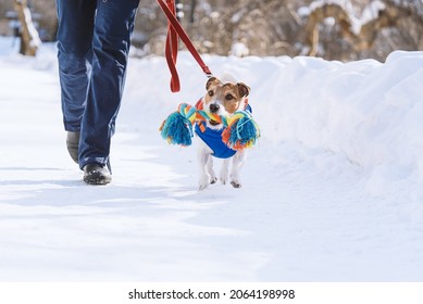 Woman strolls in park with smart pet dog on pleasant sunny winter day