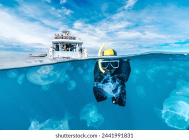 A woman is swimming in the ocean with jellyfish surrounding him. The jellyfish are in various sizes and are scattered throughout the water. The woman is wearing a yellow snorkel and a black wetsuit - Powered by Shutterstock