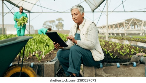 Woman, tablet and greenhouse plants, farming and gardening for agriculture, green product or agro business. Senior manager or farmer typing data, digital checklist and vegetables or growth inspection - Powered by Shutterstock