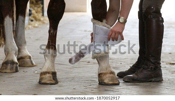 Woman Tacking Horse Dressage Boots Stock Photo 1870052917 