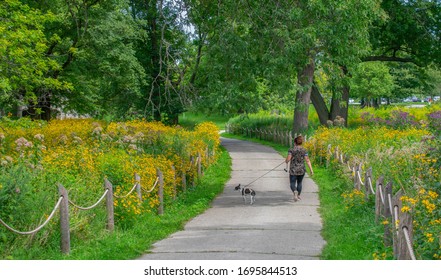Woman Take Dog For Walk In Chicago Park