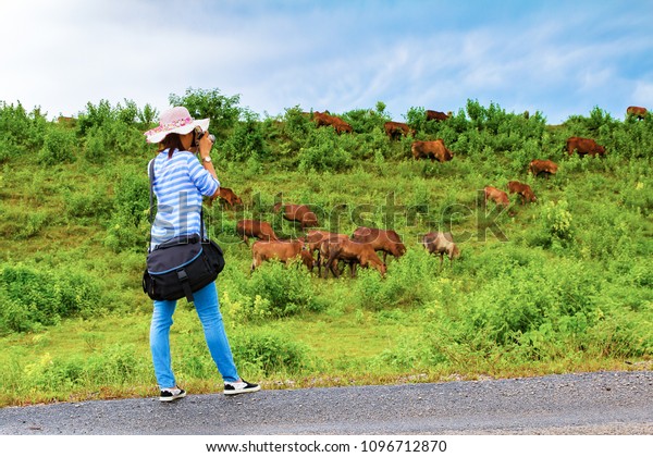 Woman take a photo of cow\
in nature.