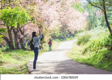 Woman take a sakura cheery blossom photo