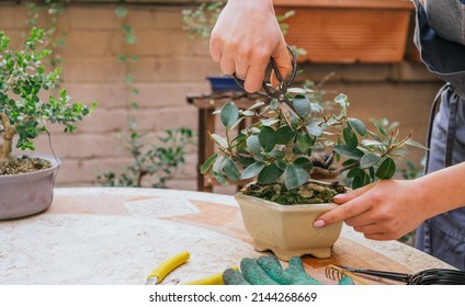 Woman Takes Care A Bonsai On Table In Garden 