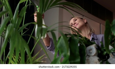 A woman takes care of indoor plants, sprays water on home flowers. - Shutterstock ID 2173229255