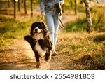 Woman takes leisurely stroll through forest, walking her Bernese Mountain Dog, who is tied to leash for safety, at sunset. Professional dog walking, pet care concept. 