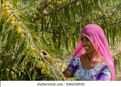 a woman taking care of amla plants in a farm in rajasthan, india