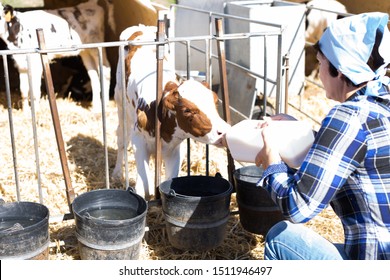 Woman Taking Care Of Dairy Herd In Livestock Farm