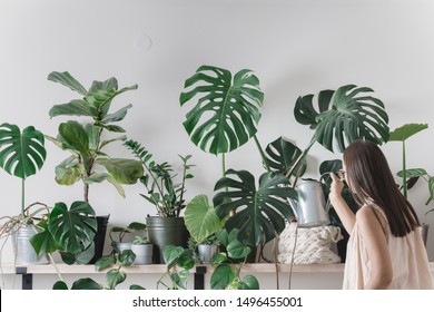 woman is taking care of houseplants. urban jungle interior. watering and spraing with water. - Shutterstock ID 1496455001