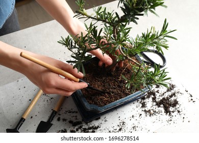 Woman Taking Care Of Japanese Bonsai Plant, Closeup. Creating Zen Atmosphere At Home