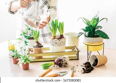 Woman taking care of various home plants, watering and repoting hyacinth in metal and concrete pot on wooden table. Home gardening and planting concept. Spring time.
