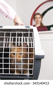 Woman Taking Cat To Vet In Carrier