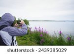                            Woman taking photos of fireweed flowers using smartphone. Naknek lake. Brooks Camp. 
Katmai National Park and Preserve. Alaska. USA.
    