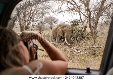 Woman taking a picture of an elephant from the car window- kruger national park- lesotho- africa