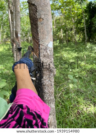 A woman is tapping rubber in a rubber estate.  The latex is drawn off by making incisions in the bark and collecting the fluid in vessels in a process called tapping. Selective focus.