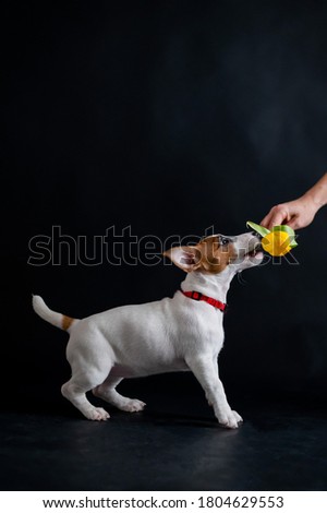 Woman teases funny puppy with flower in studio. Little mischievous dog hunts for a tulip on a black background. Female hand plays with jack russell terrier.
