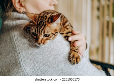 A woman tenderly holds her pet Bengal cat in her hands. Favorite pet in hand. Love for pets.
