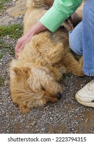 Woman Tickling A Female Dog Lying On The Ground