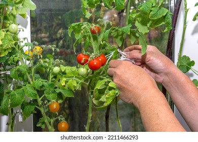 A Woman Ties Up Homemade Cherry Tomatoes. Growing Vegetables Inside The House