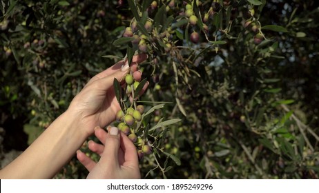 A woman touches an olive branch and rips off one olive. Young olives ripen on an olive tree. Woman hands close up - Powered by Shutterstock