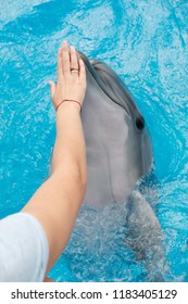 Woman Touching Bottlenose Dolphin In Blue Water. Coach Training A Dolphin. Dolphin Assisted Therapy