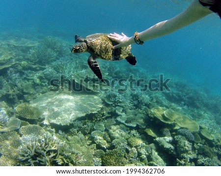 Woman touching sea turtlle , corals of Indian Ocean at background