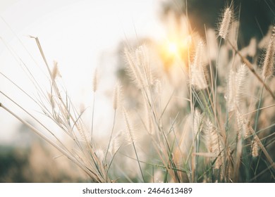 Woman touching tall grass in field - Powered by Shutterstock