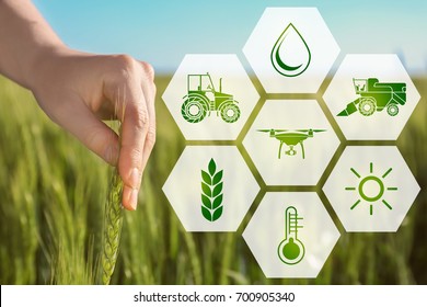 Woman touching wheat spikelet in field, closeup. Concept of smart agriculture and modern technology