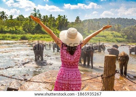 Woman tourist  looking at Herd of elephants at the Elephant Orphanage in Sri Lanka