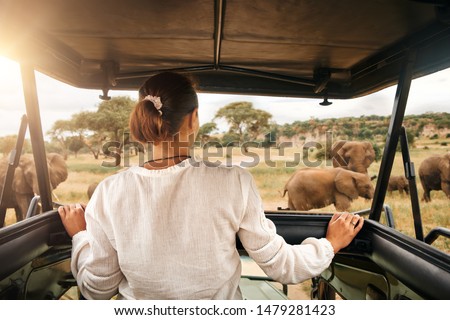 Woman tourist on a safari in Africa, traveling by car with an open roof in Kenya and Tanzania, watching elephants in the savannah. Tarangire National Park.