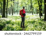 Woman tourist with red backpack hiking in spring forest. Hike and joy in nature. Female hiker explore woodland