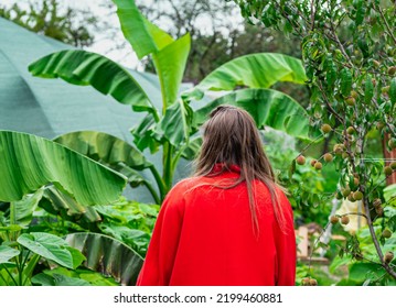 Woman Tourist In Red Jacket Walking Among Exotic Plantation Trees. Banana Trees And Paulownia Tomentosa Bushes. African Flora In Fruit Garden.