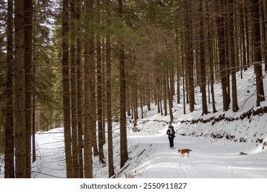 Woman tourist traveler in winter walking in the forest with a backpack on a snowy road - Powered by Shutterstock