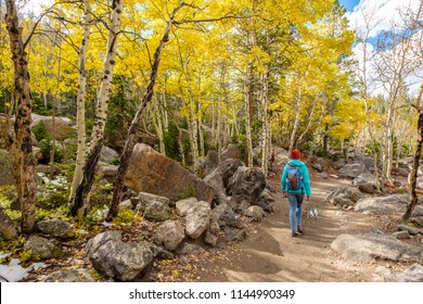 Woman tourist walking on trail in aspen grove at autumn in Rocky Mountain National Park. Colorado, USA.  - Powered by Shutterstock