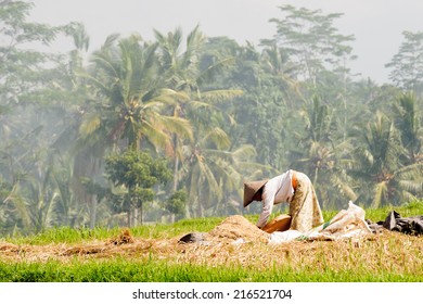 Woman in traditional dress working in a rice field near Ubud, Bali, as smoke from burning stubble drifts through palm trees.