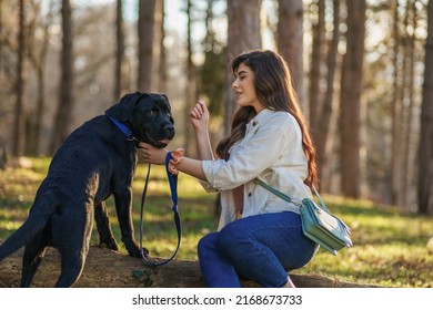 Woman Training Dog At The Park.