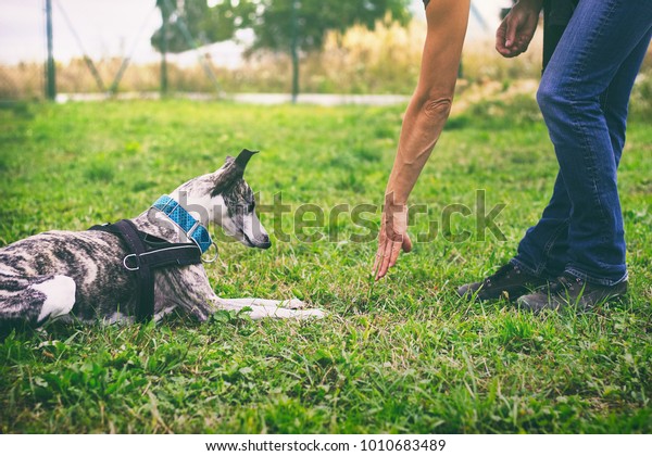 Woman is training her dog\
to lie down. Whippet dog learns the command to lie down. Cute pet\
greyhound. 