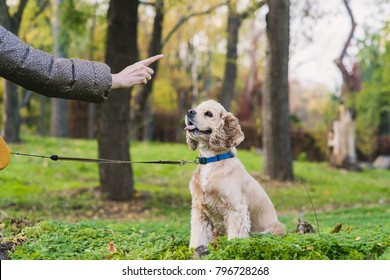 Woman Training Her Dog In Park