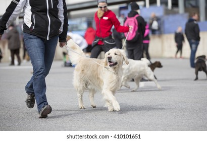 14,562 Dog teaching Images, Stock Photos & Vectors | Shutterstock