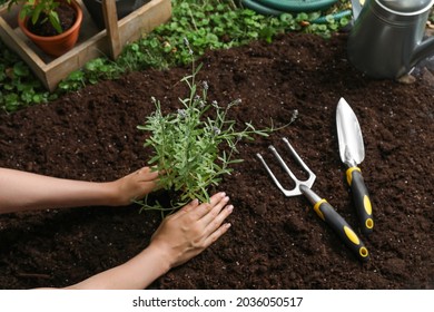 Woman Transplanting Beautiful Lavender Flower Into Soil In Garden, Above View