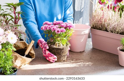 A woman is transplanting chrysanthemums into a pot, planting autumn flowers in pots, decorating a balcony or terrace in autumn, heather and Impatiens